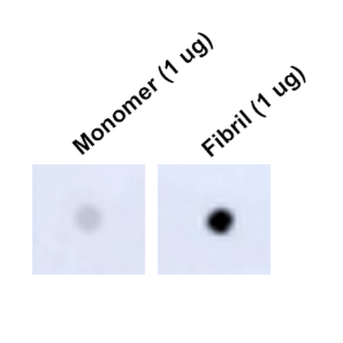 DB - Tau Antibody ASM10696